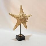 Beautiful old natural starfish on marble base shell curio cabinet