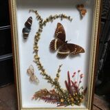 Naturalistic frame taxidermy butterflies vintage dried flowers