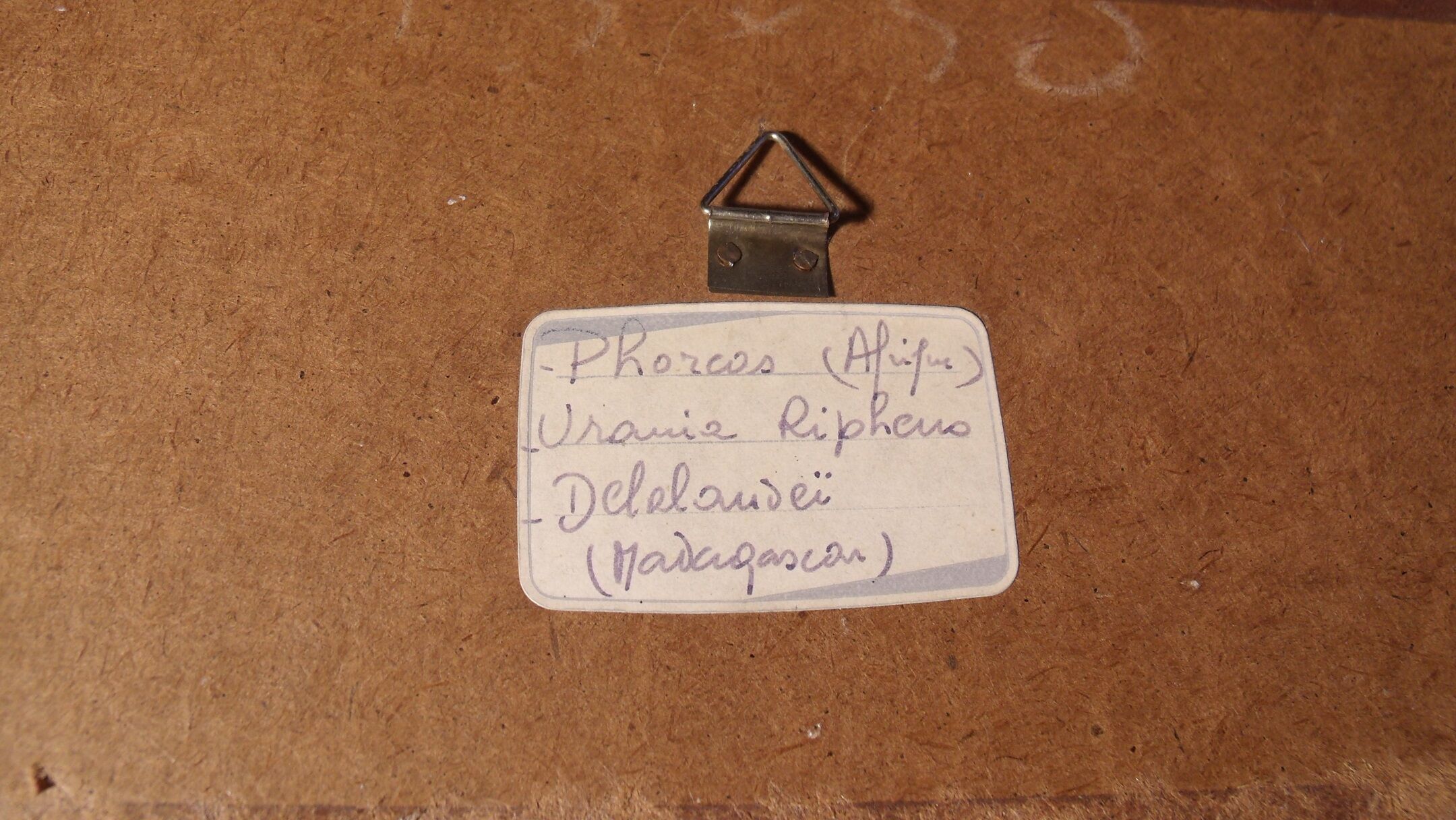 Showcase entomology butterflies with label