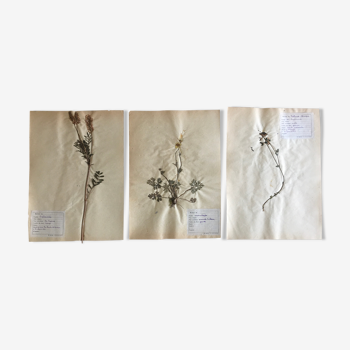 Lot de 3 planches d’herbier