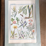 Botanical board n1 on flowers