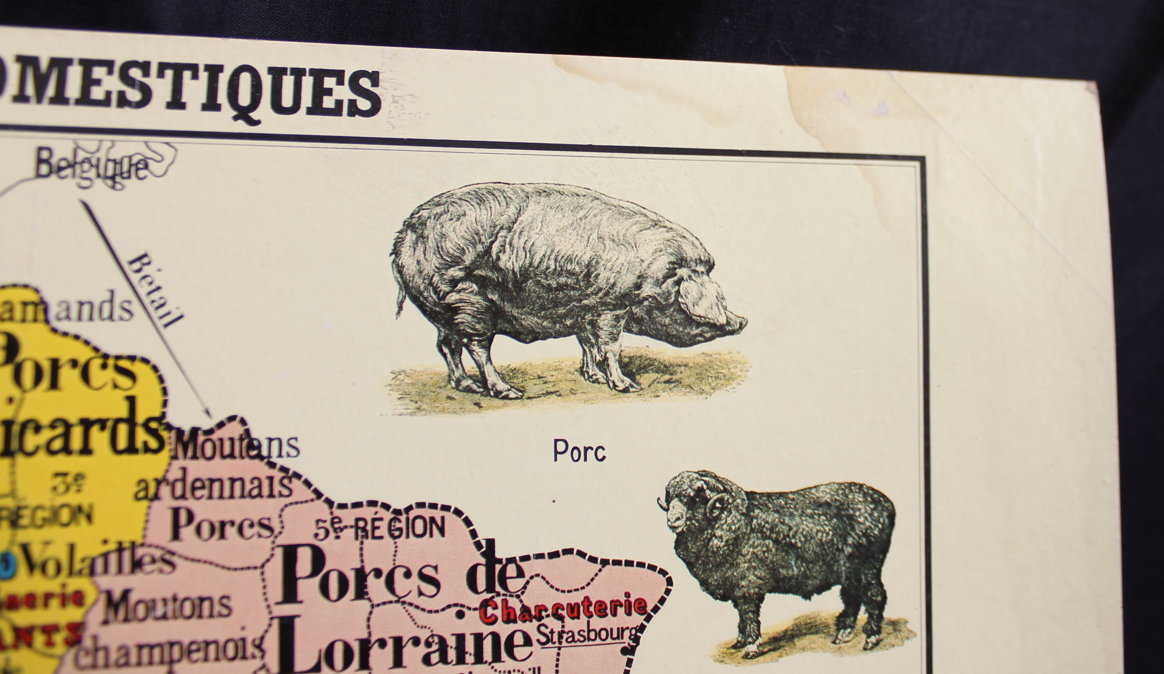 Vintage poster "Domestic animals"