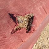 Vintage "Bain De Soleil" Armchair in Oak and Faux Leather Cushions - 20th Century