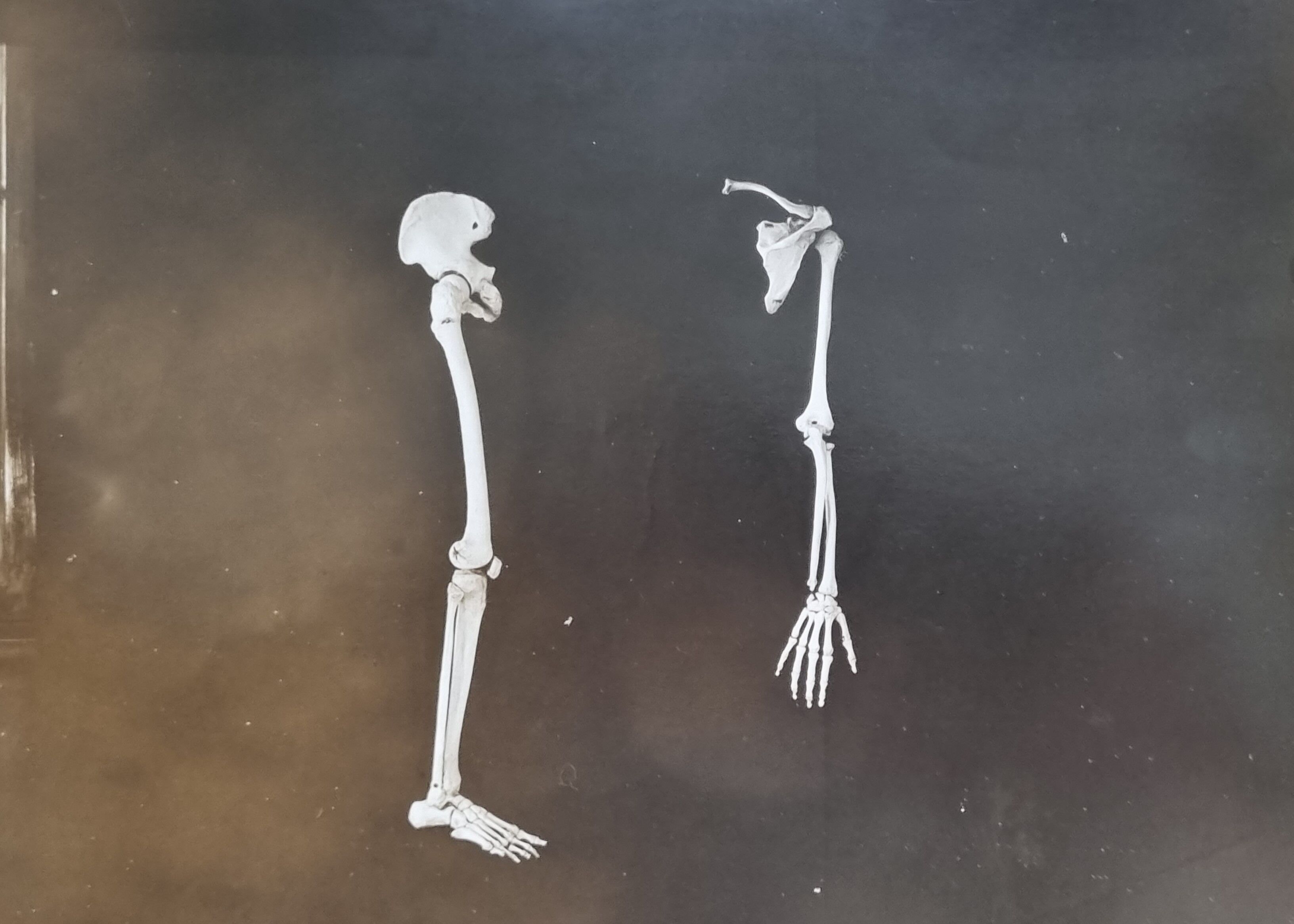 Cabinet of Curiosity, set of four anatomy photographs