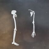 Cabinet of Curiosity, set of four anatomy photographs