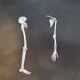 Cabinet of Curiosity, set of four anatomy photographs