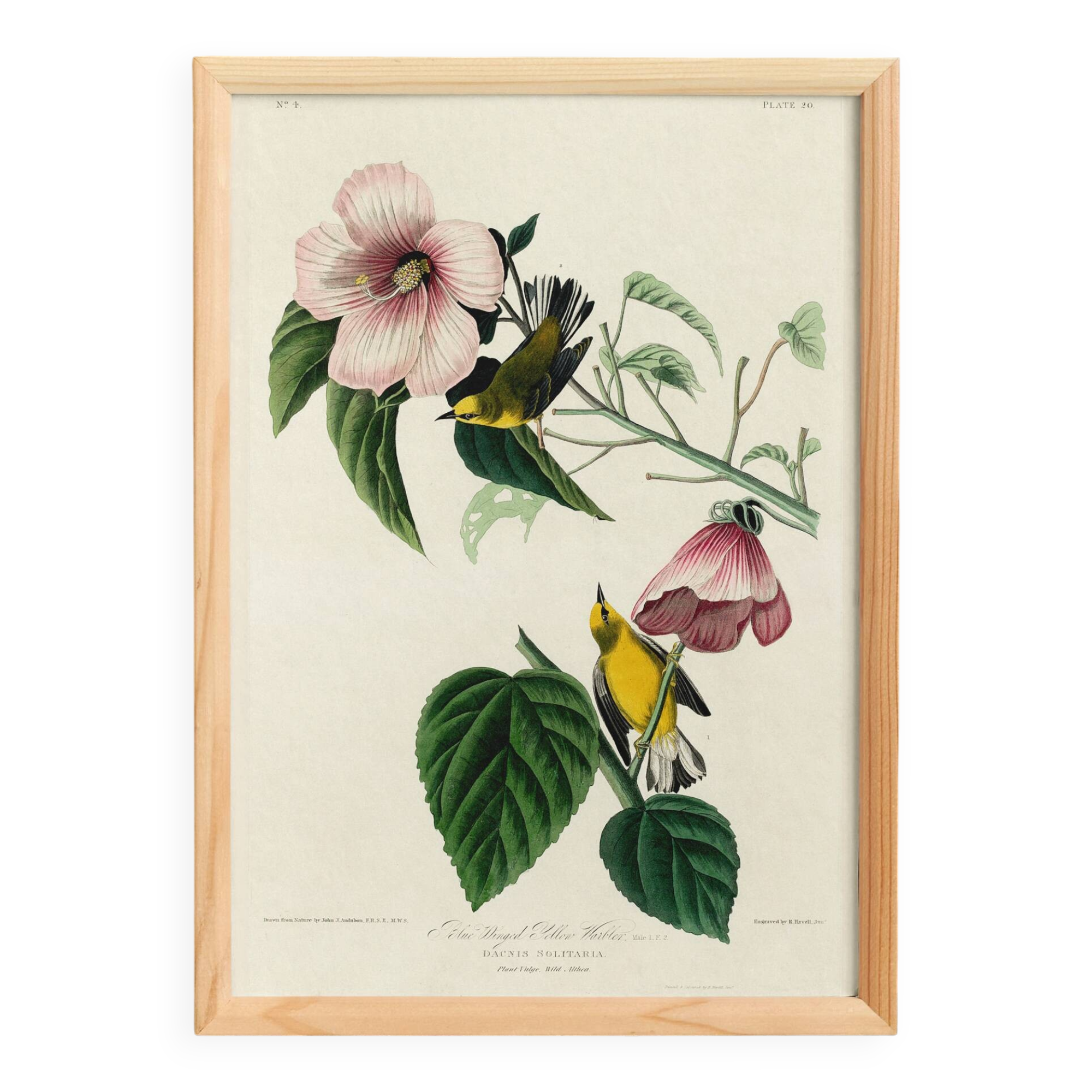 Poster about the Yellow Dacnis, based on an old engraving from 1827.