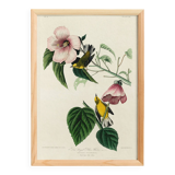 Poster about the Yellow Dacnis, based on an old engraving from 1827.