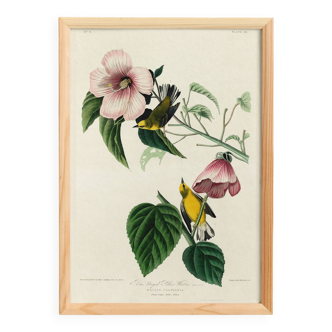 Poster about the Yellow Dacnis, based on an old engraving from 1827.