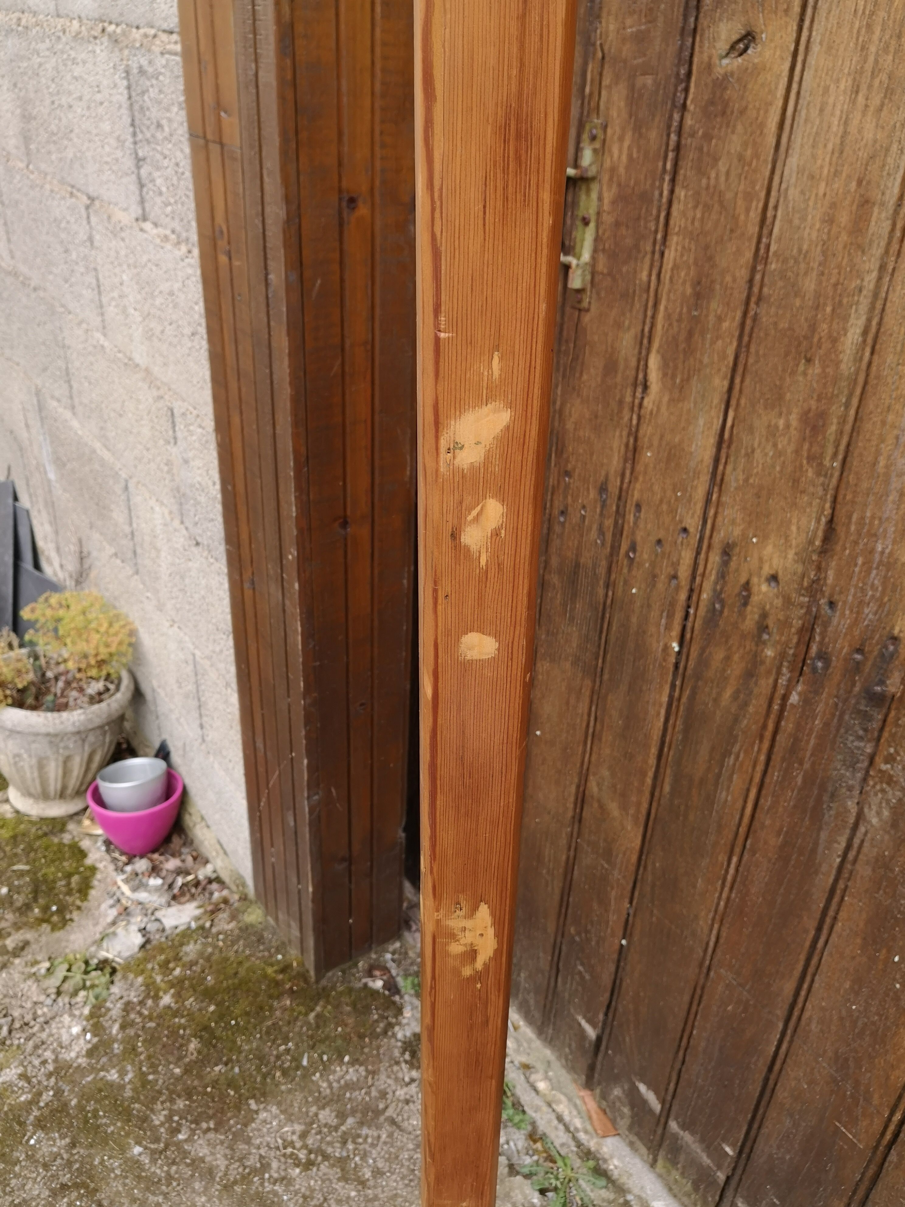 Library ladder said giraffe