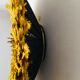 Yellow Jujuhat 80 cm