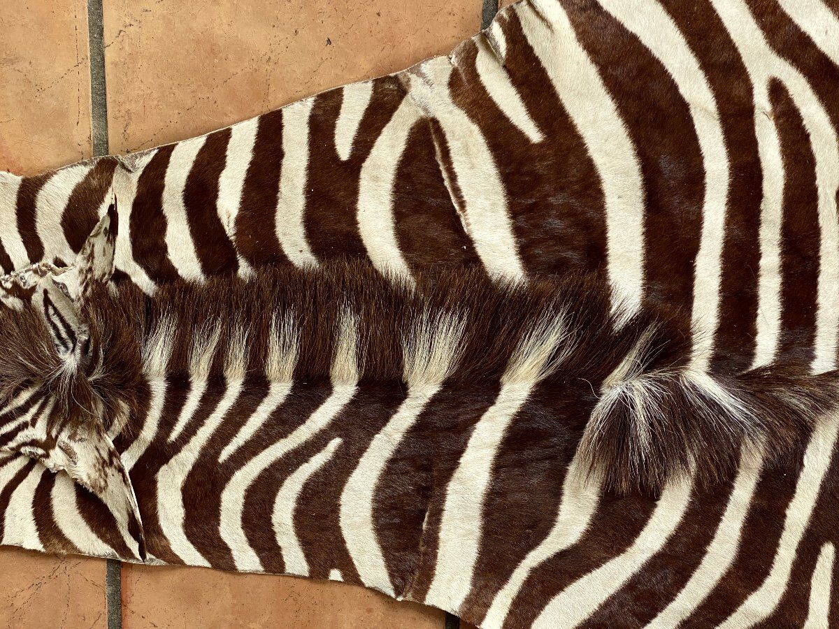 Real zebra skin