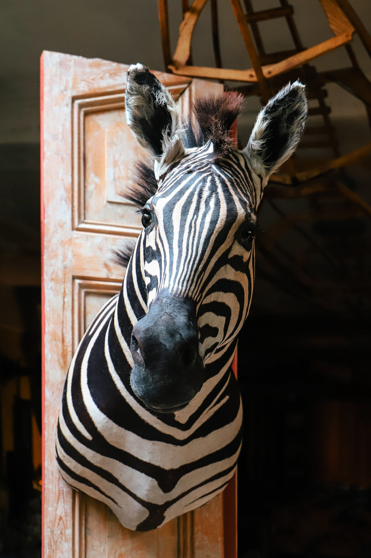 Zebra taxidermy