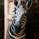 Zebra taxidermy