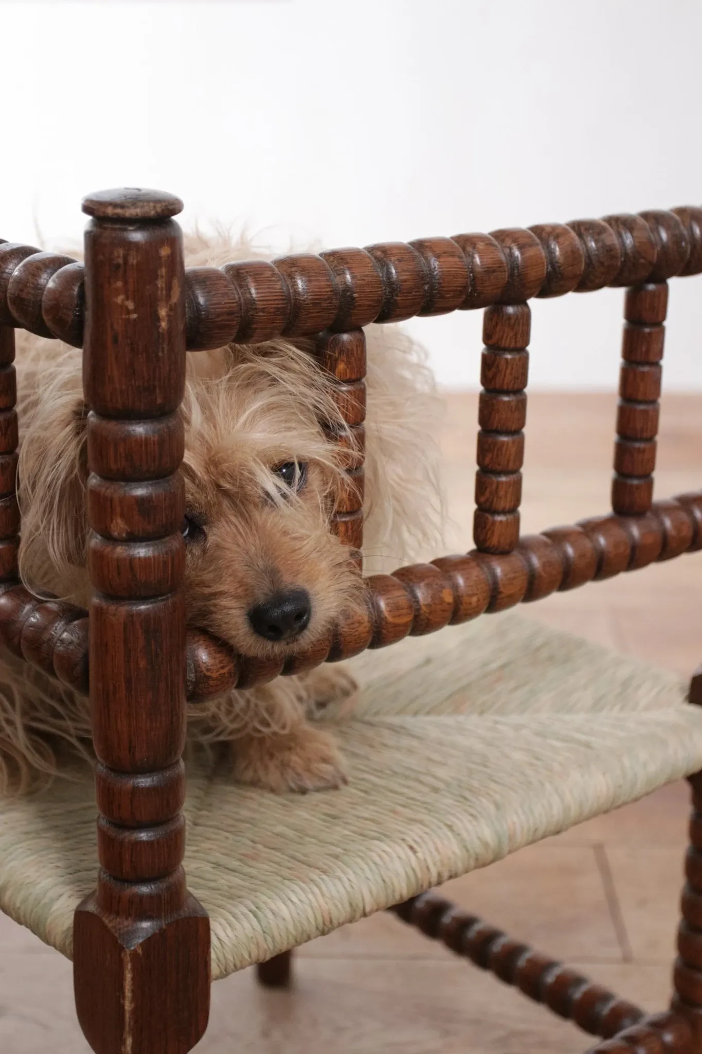 Antique Dutch oak corner chair with turned spindles and new rush seat