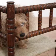 Antique Dutch oak corner chair with turned spindles and new rush seat