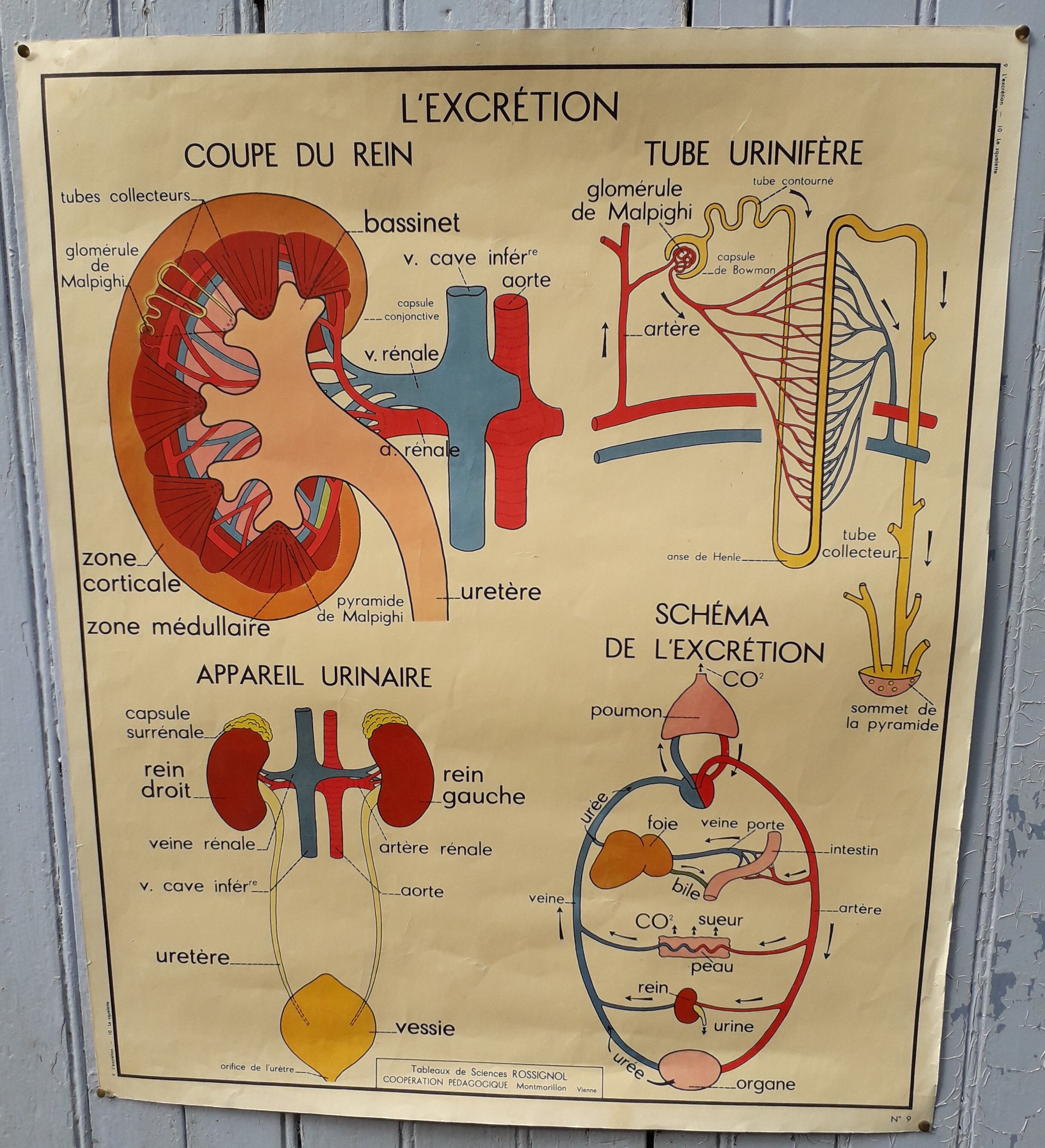 Rossignol school poster the skeleton / excretion