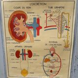 Rossignol school poster the skeleton / excretion