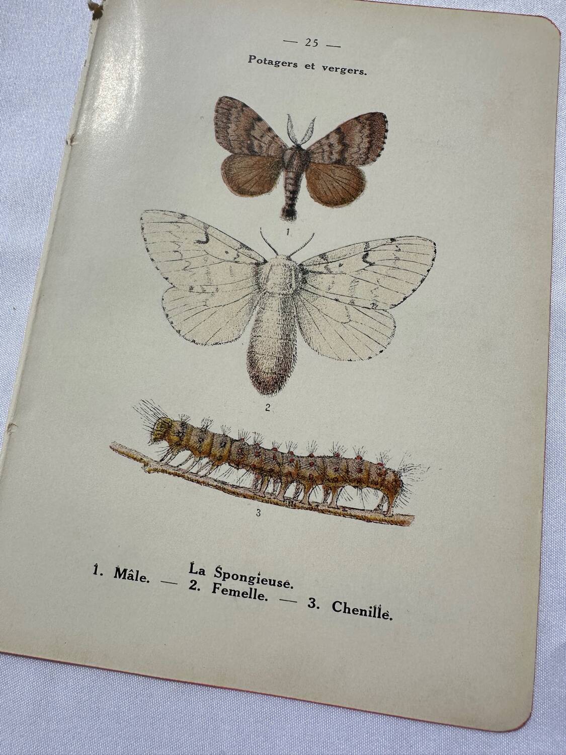 Botanical plate Naturalist engraving old butterfly double-sided