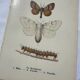 Botanical plate Naturalist engraving old butterfly double-sided