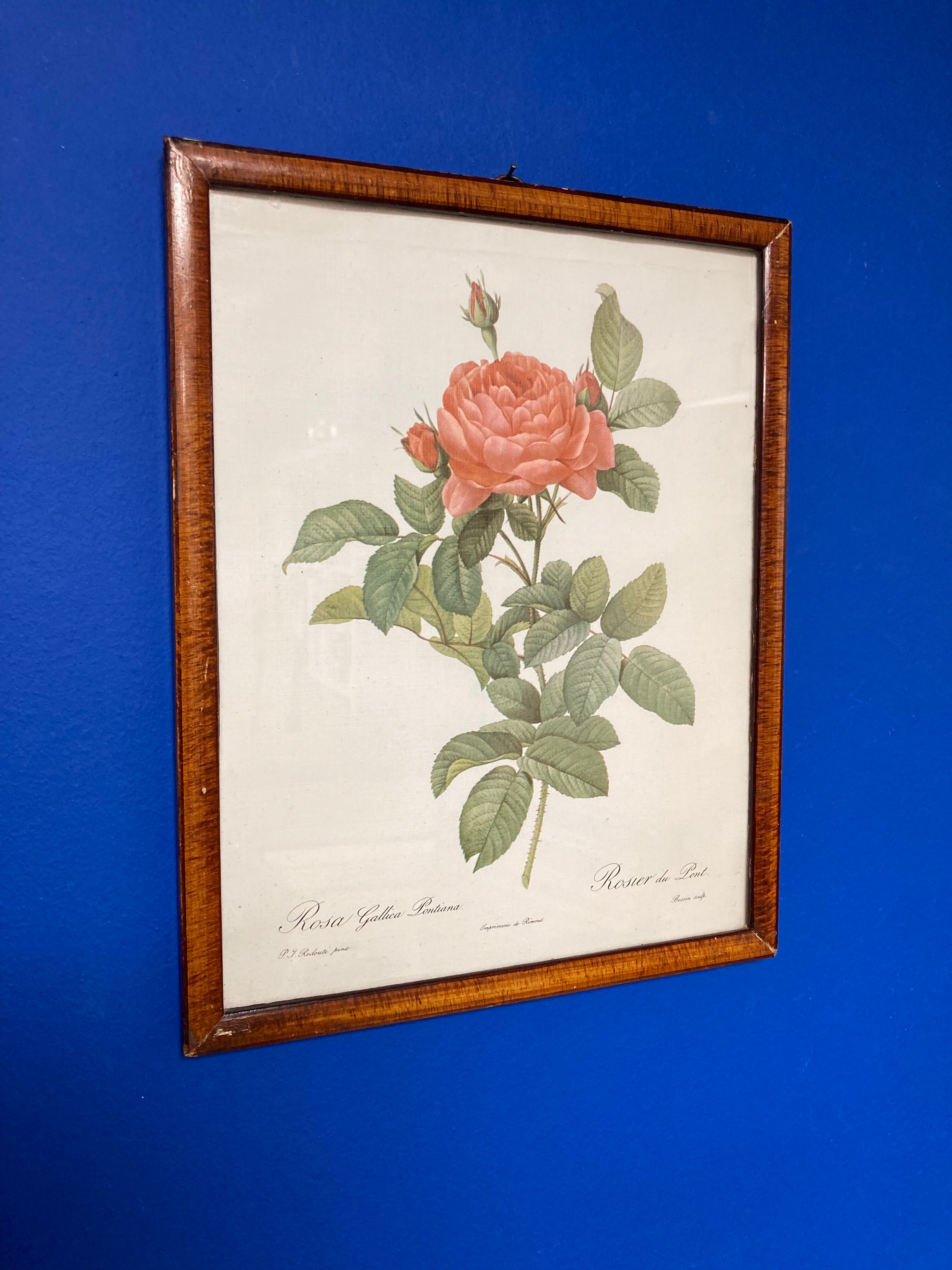 Illustration Rose Redouté