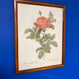 Illustration Rose Redouté