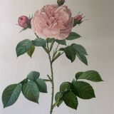 Botanical lithograph