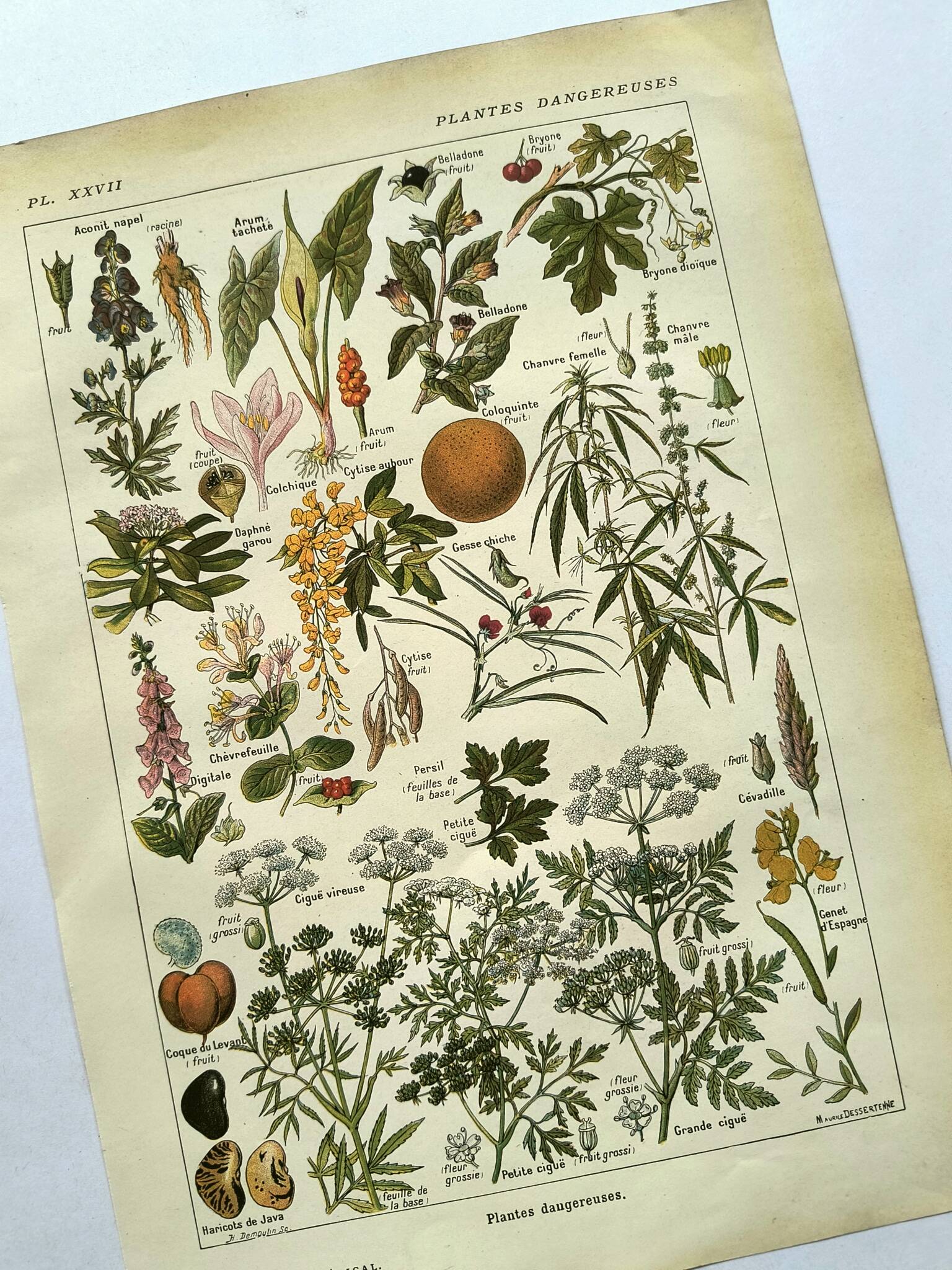 Gravure vintage de 1925 • Plantes dangereuses 1 •  planche vintage ancien