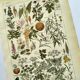 Gravure vintage de 1925 • Plantes dangereuses 1 •  planche vintage ancien