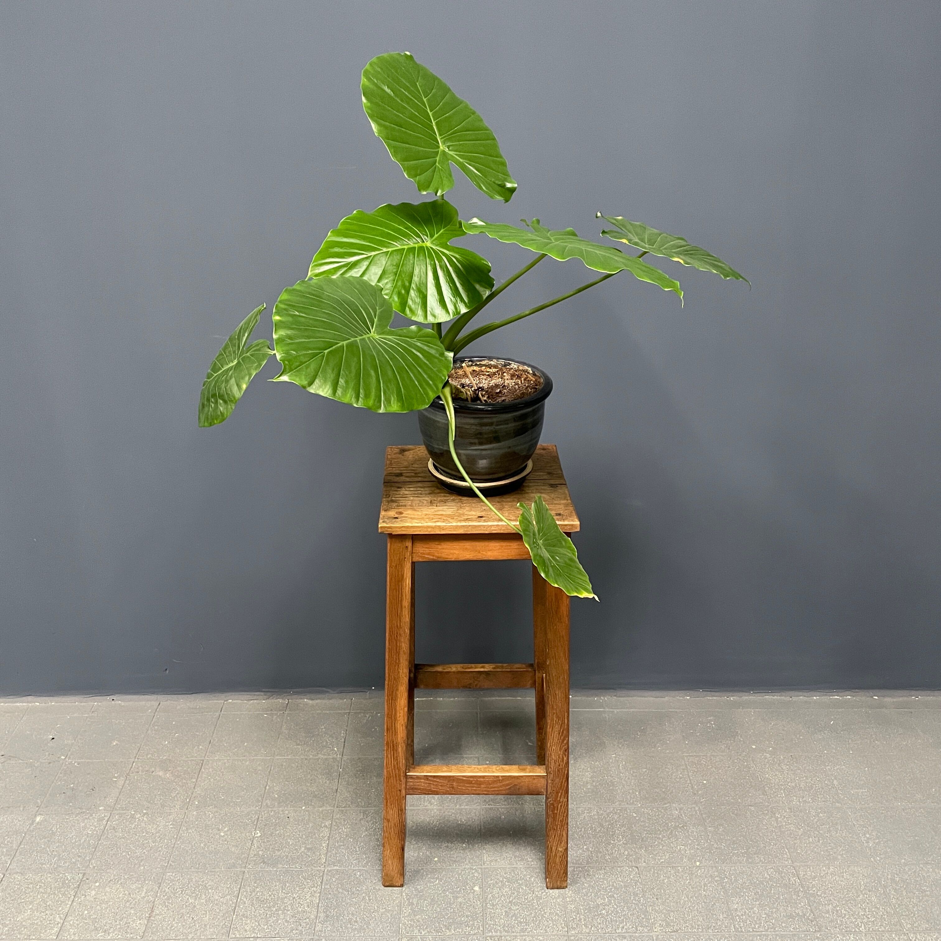 High oak stool from France