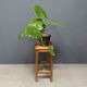 High oak stool from France