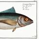 Poster about tuna, based on an old engraving from 1746.