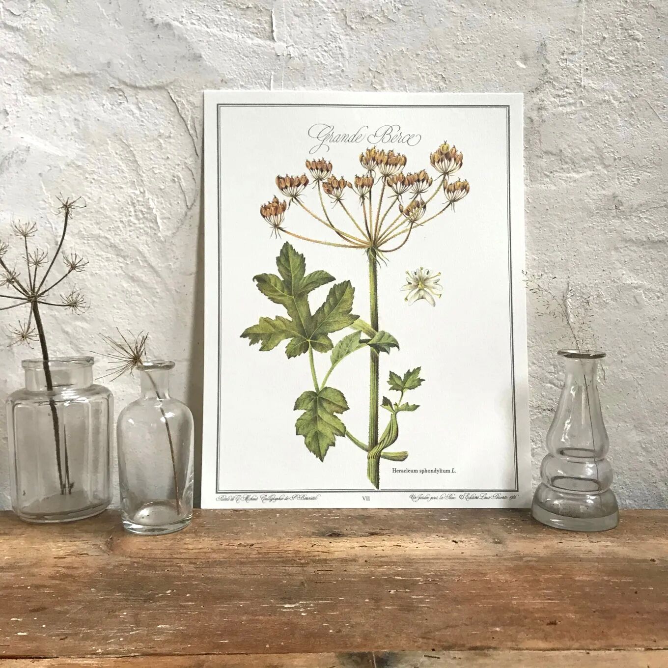 Botanical plate the great Berce