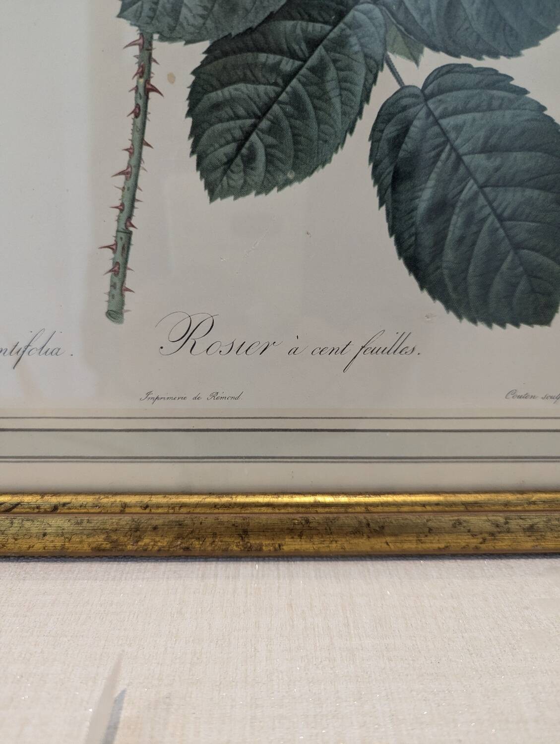 Botanical plate PJ Redouté