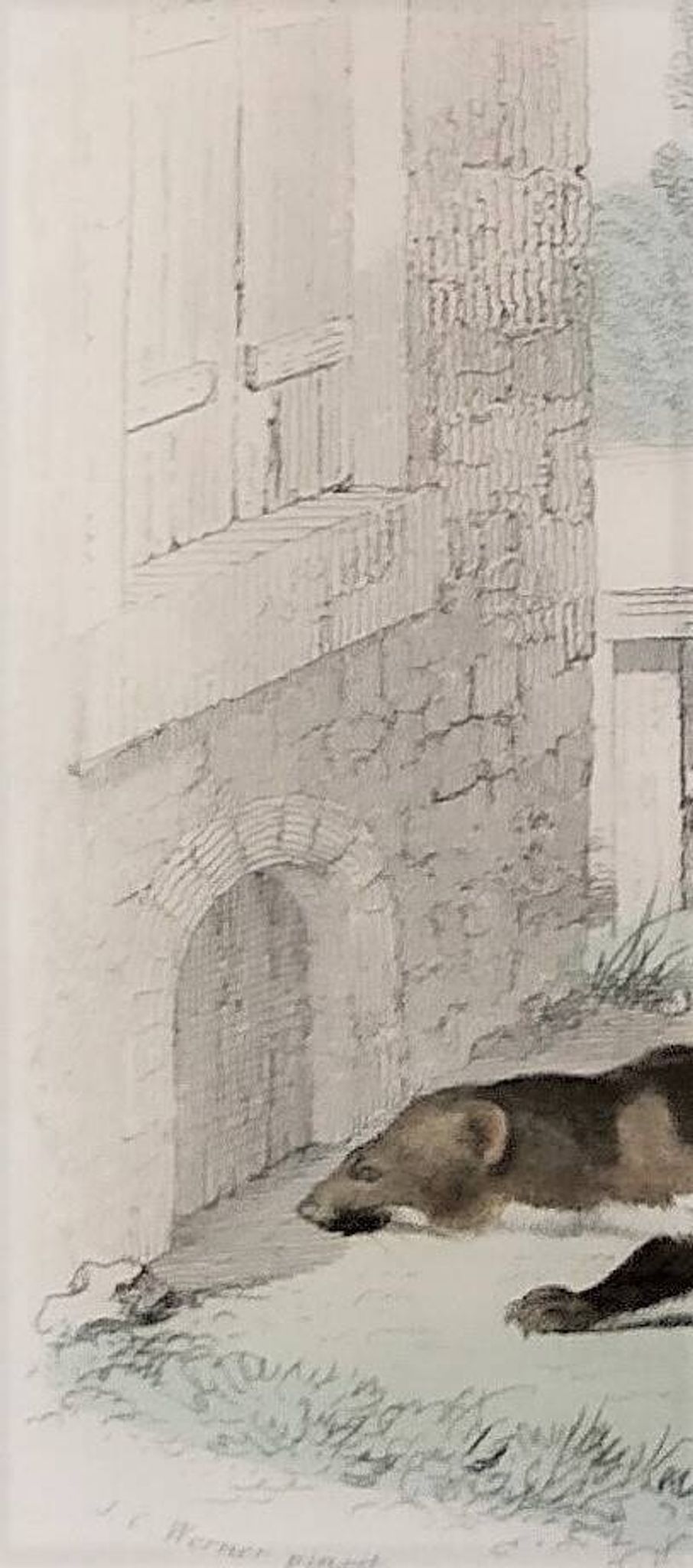 Original zoological plate "Marten, Marten, Weasel, Ermine" - Buffon 1840