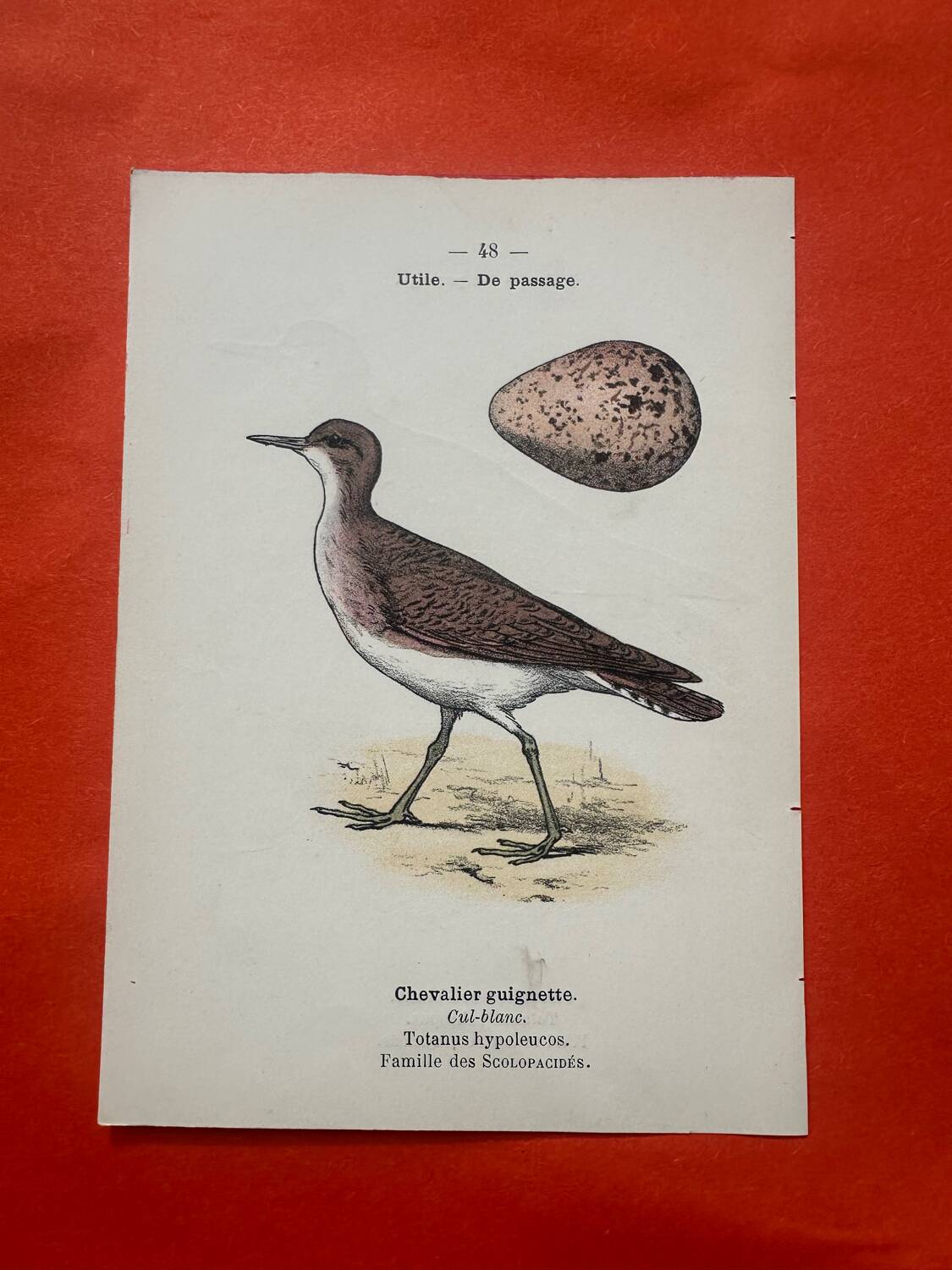 Botanical engraving birds double sided naturalist board