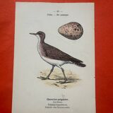 Botanical engraving birds double sided naturalist board
