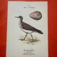 Gravure botanique oiseaux double face planche naturaliste