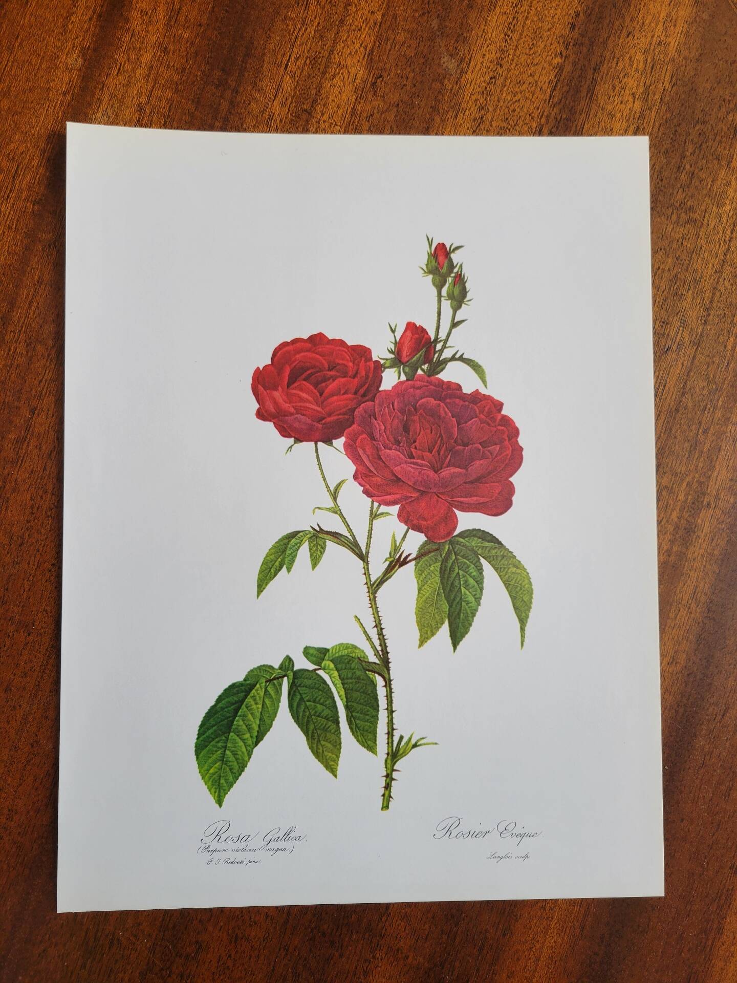 Botanical plate Rose Bishop P. J. Redouté 1960