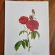 Botanical plate Rose Bishop P. J. Redouté 1960