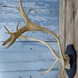 Reindeer trophy
