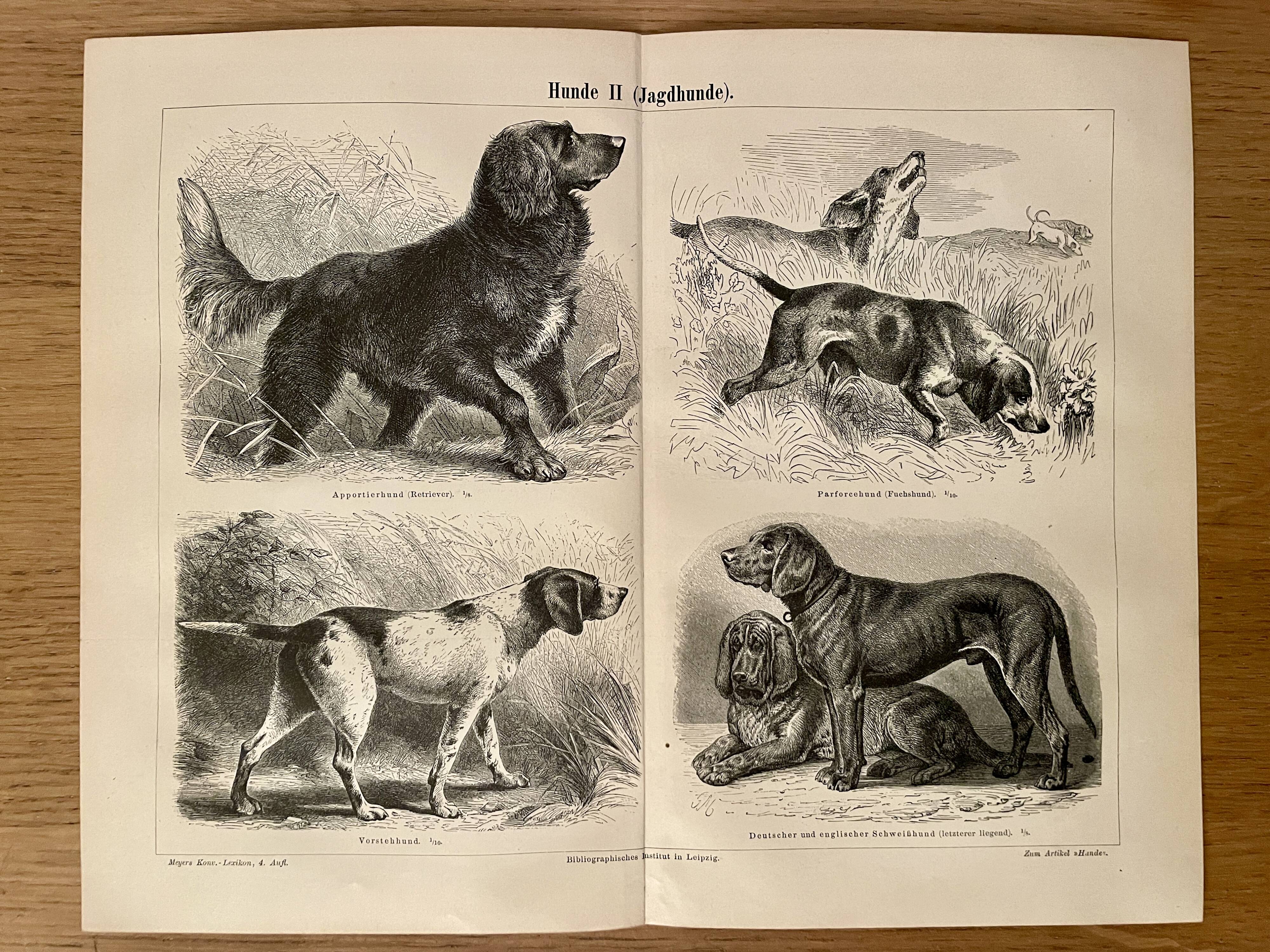 Illustrated plate on hunting dogs (retriever, German shorthaired pointer, dachshund) – 1890