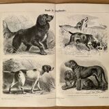 Planche illustrée sur les chiens de chasse (retriever, braque allemand, teckel) – 1890