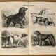 Illustrated plate on hunting dogs (retriever, German shorthaired pointer, dachshund) – 1890