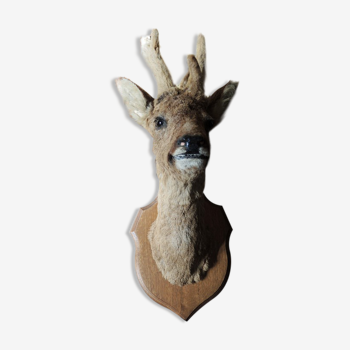 Former Hunting Trophy: Naturalized Brocard Head / Stuffed