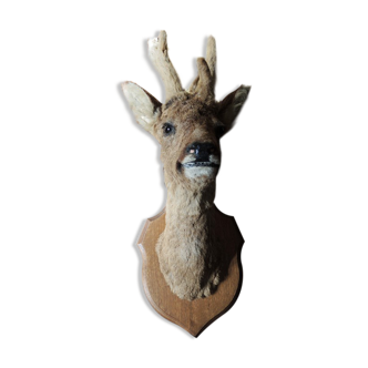 Former Hunting Trophy: Naturalized Brocard Head / Stuffed