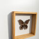 Papillon naturalisé