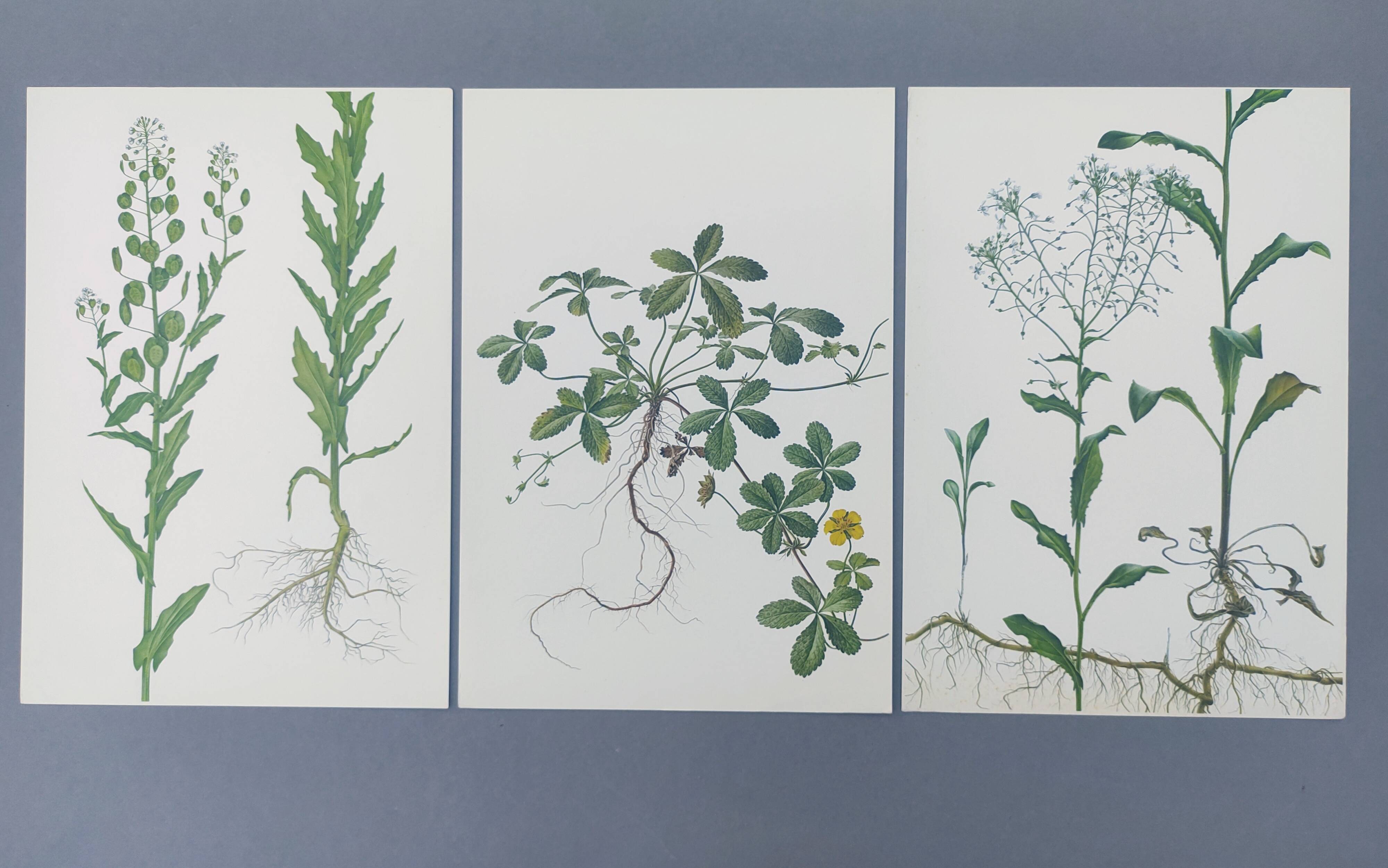 3 vintage botanical prints from 1978 - Stinkweed. Wild plant