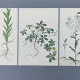 3 vintage botanical prints from 1978 - Stinkweed. Wild plant