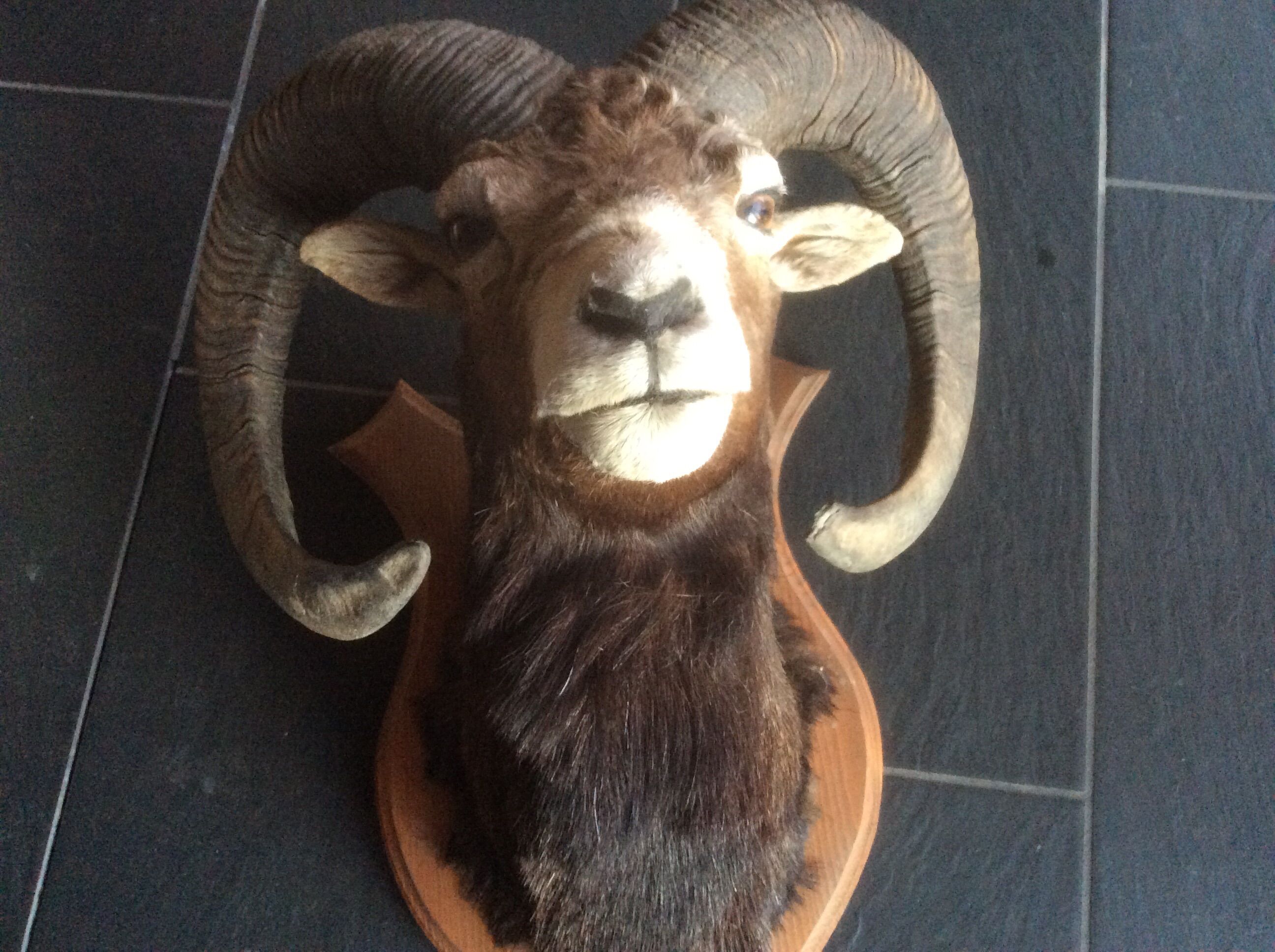 Sheep trophy